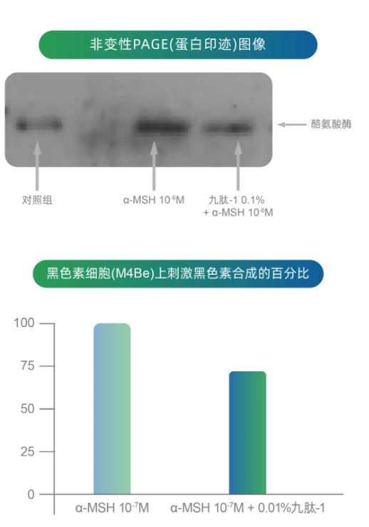 美白成分怎么挑？