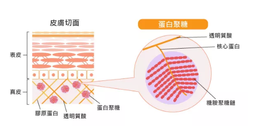 抗衰成分下一个风口——玻色因（上）