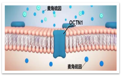酶成品“麦角硫因”荣获技术创新奖