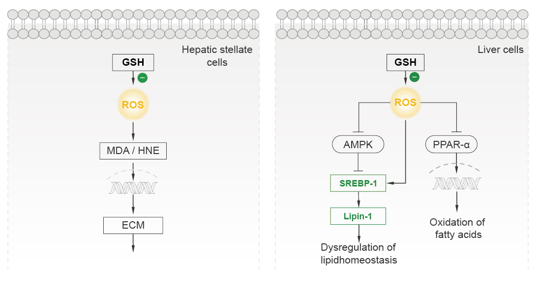 L-Glutathione Reduced