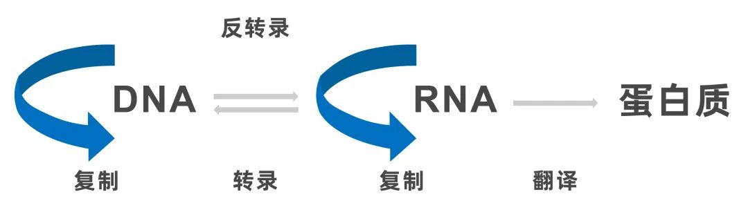 前沿资讯丨生命的起源：“RNA—多肽”的世界