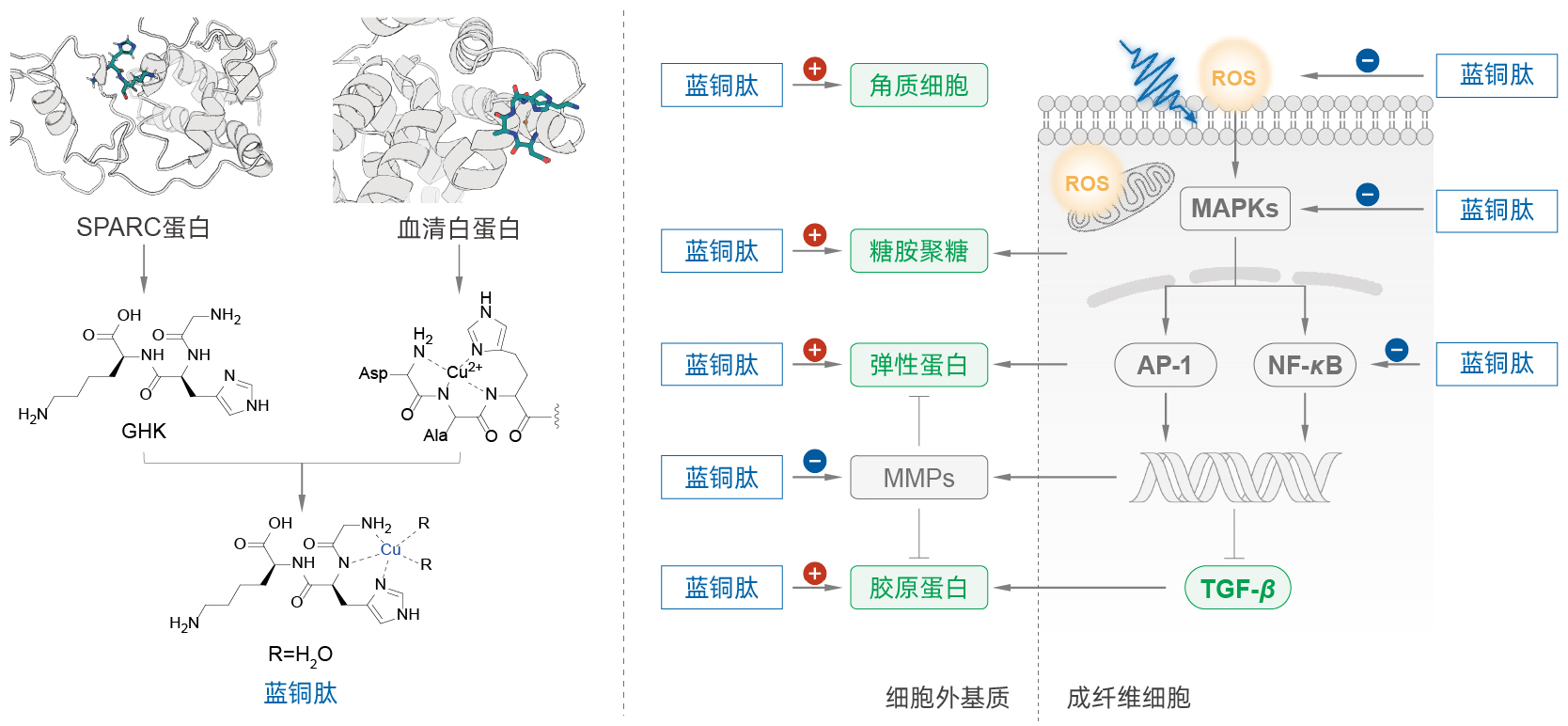 蓝铜肽