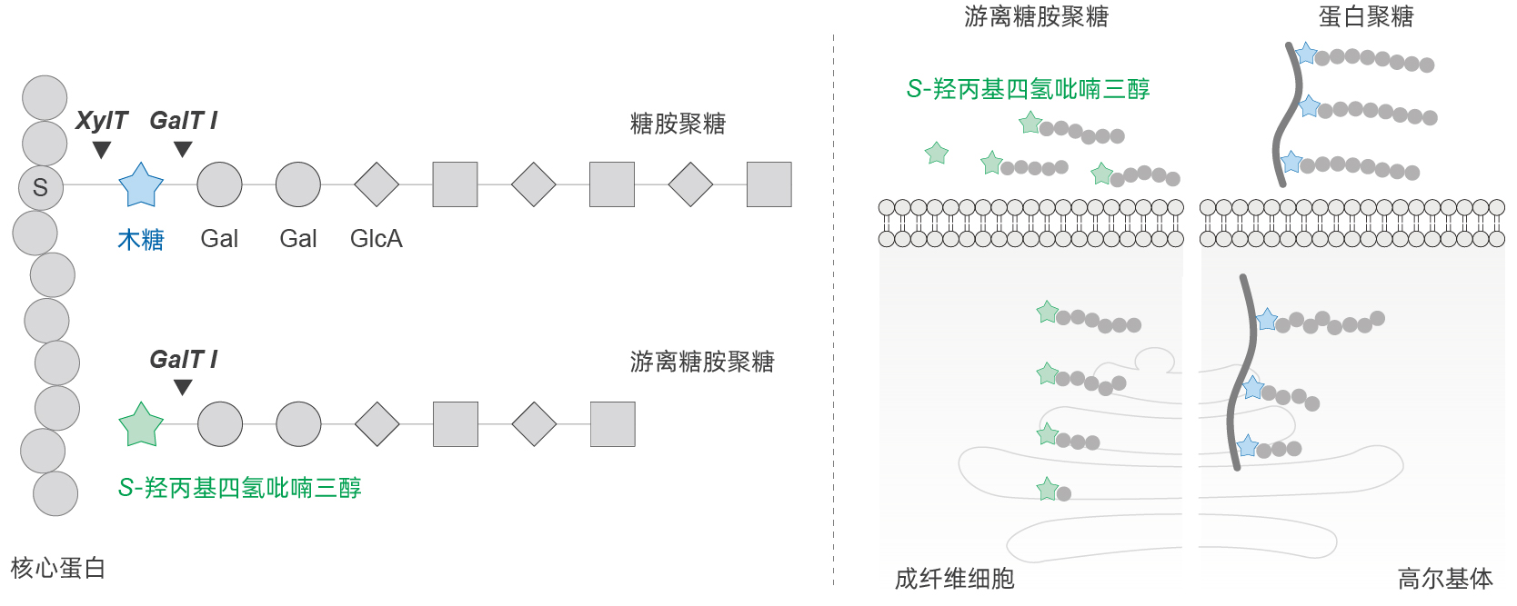 S-玻色因