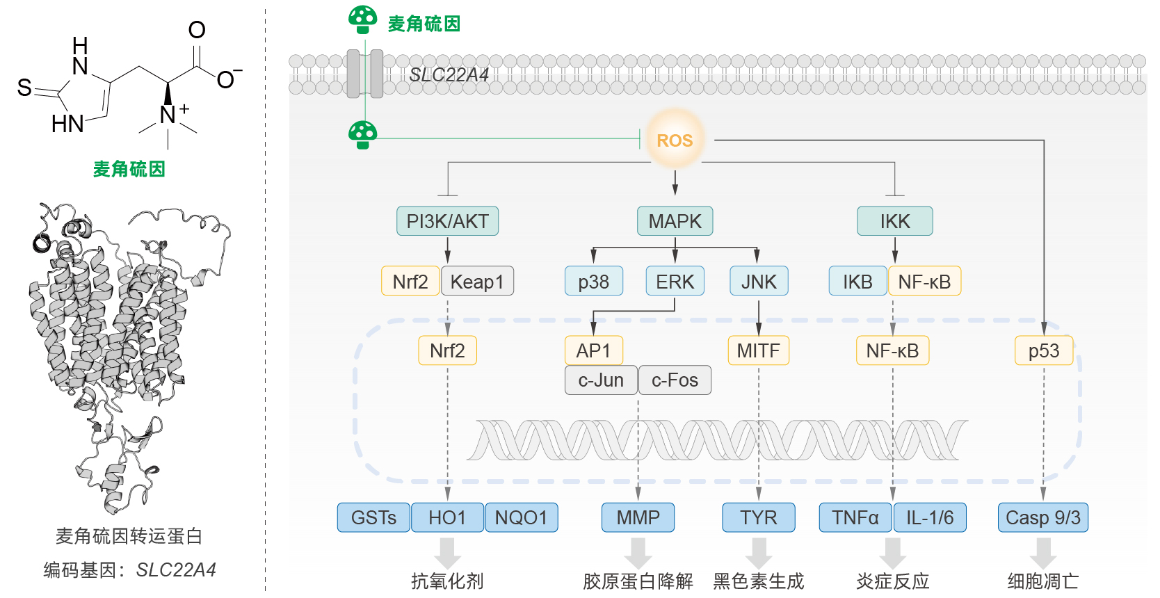麦角硫因