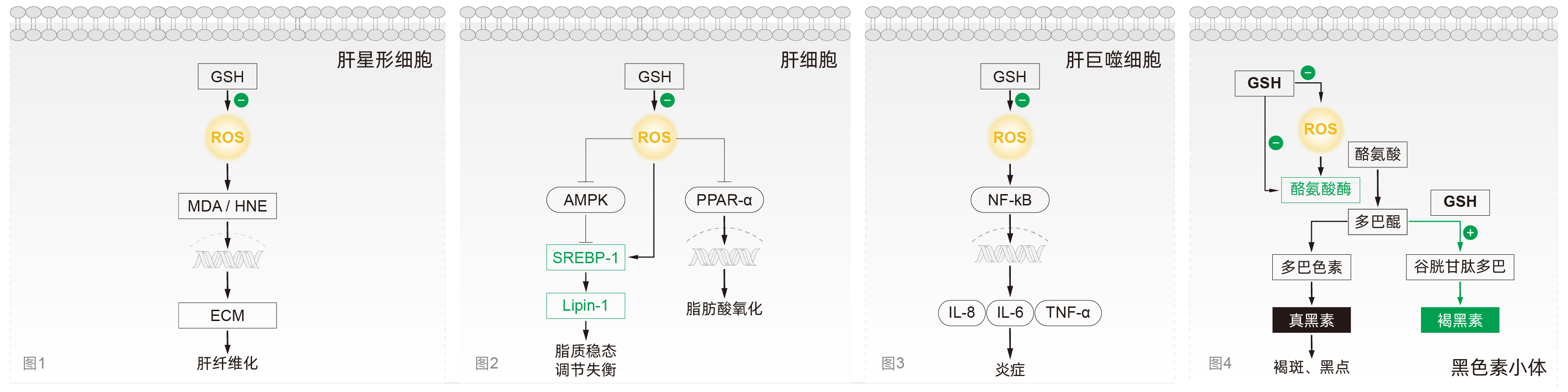 谷胱甘肽