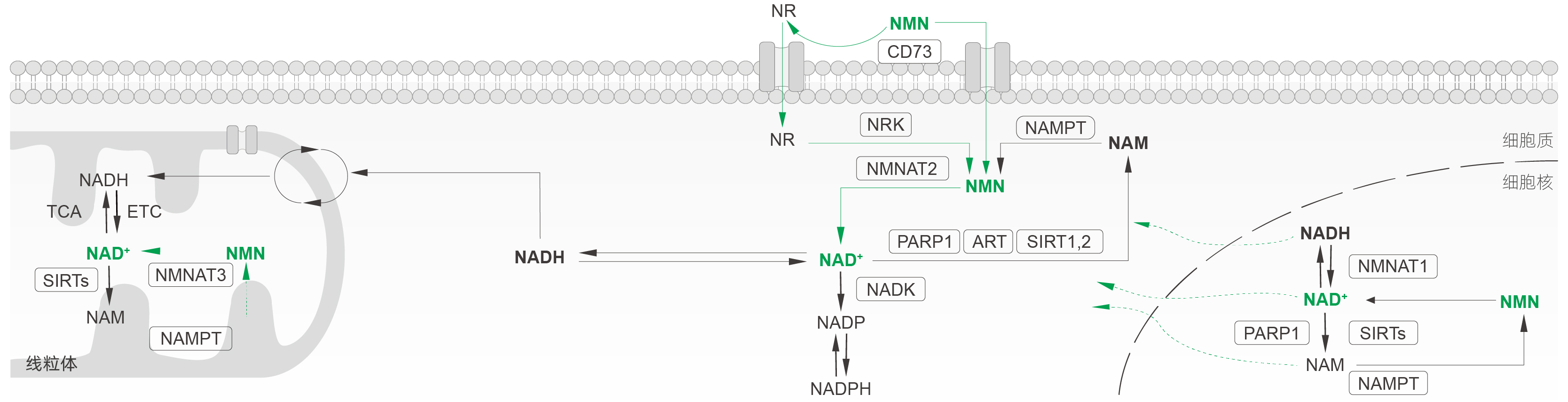β-烟酰胺单核苷酸（NMN）