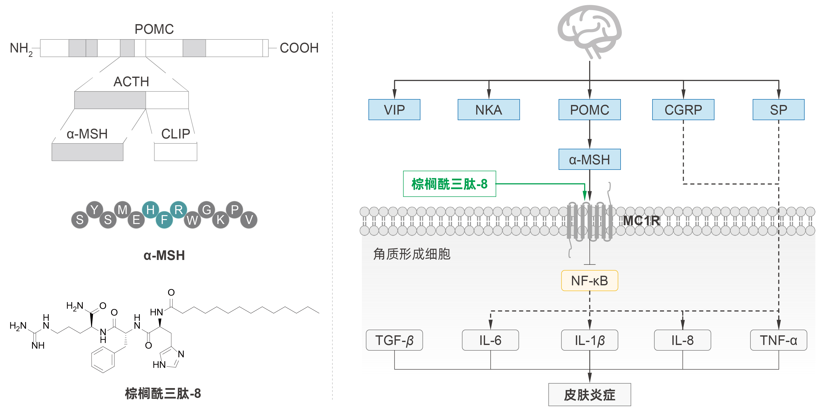 棕榈酰三肽-8