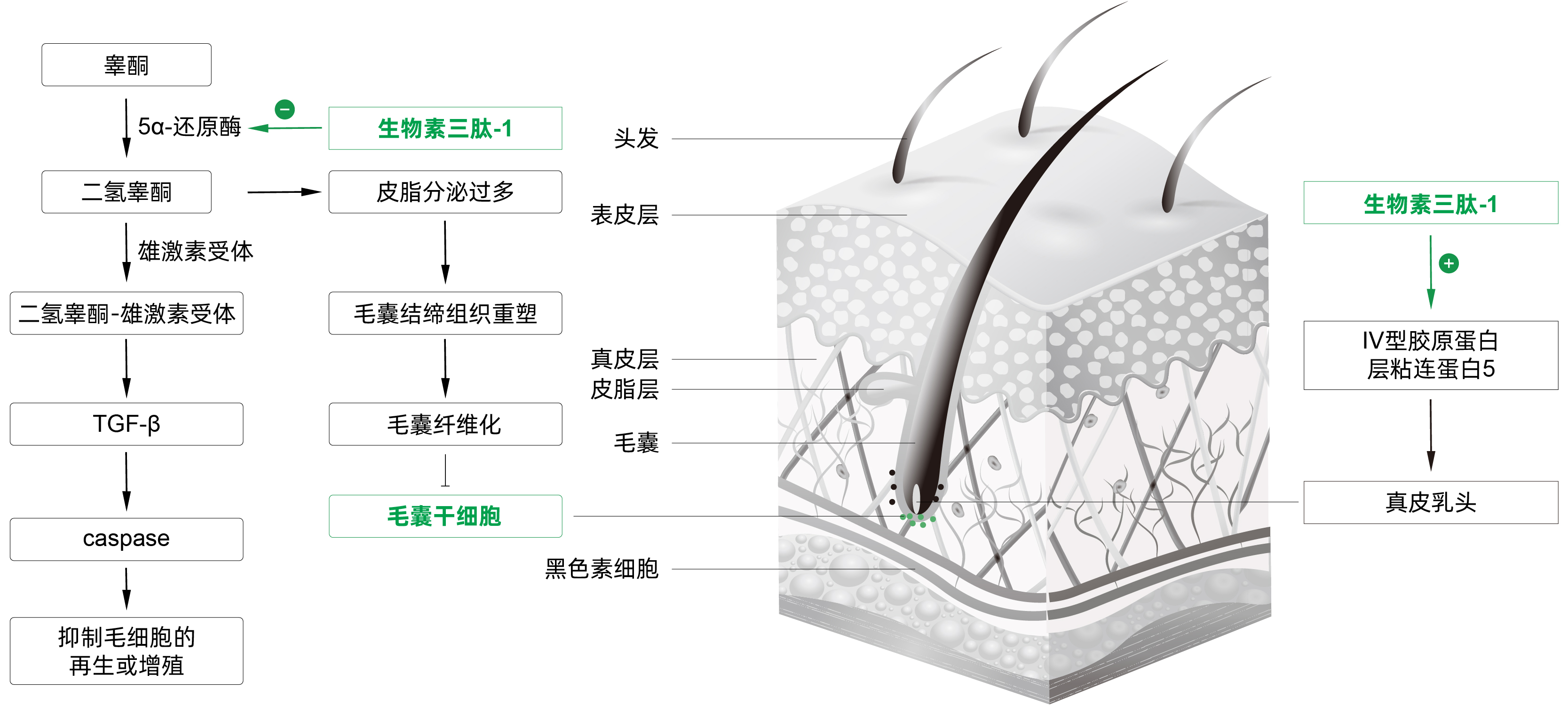 生物素三肽-1*