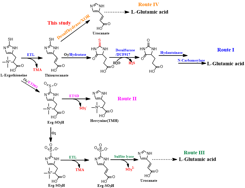 JACS丨酶成品合作研究成果在顶级学术期刊发表