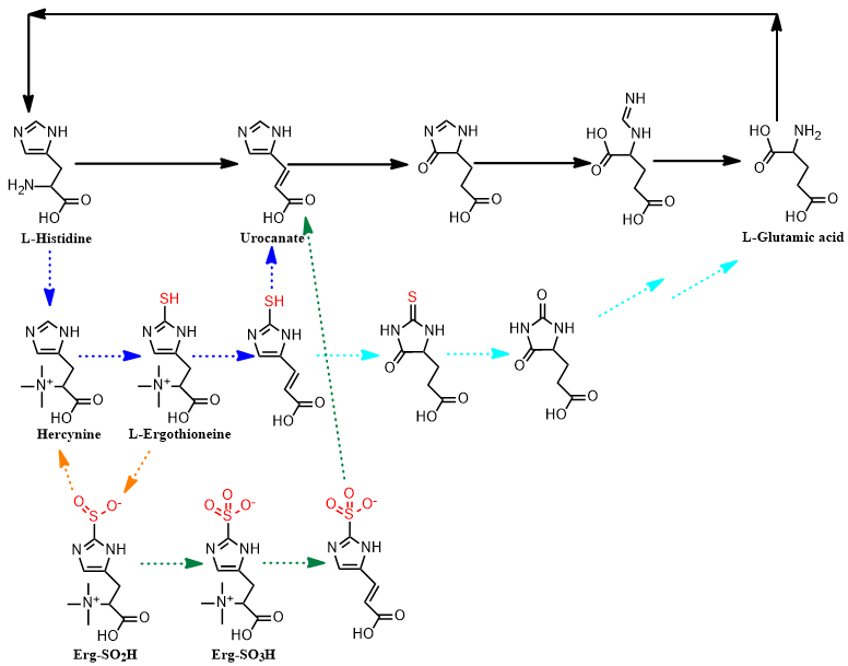 JACS丨酶成品合作研究成果在顶级学术期刊发表