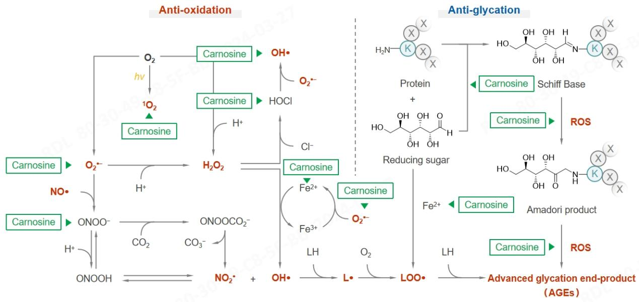 Carnosine