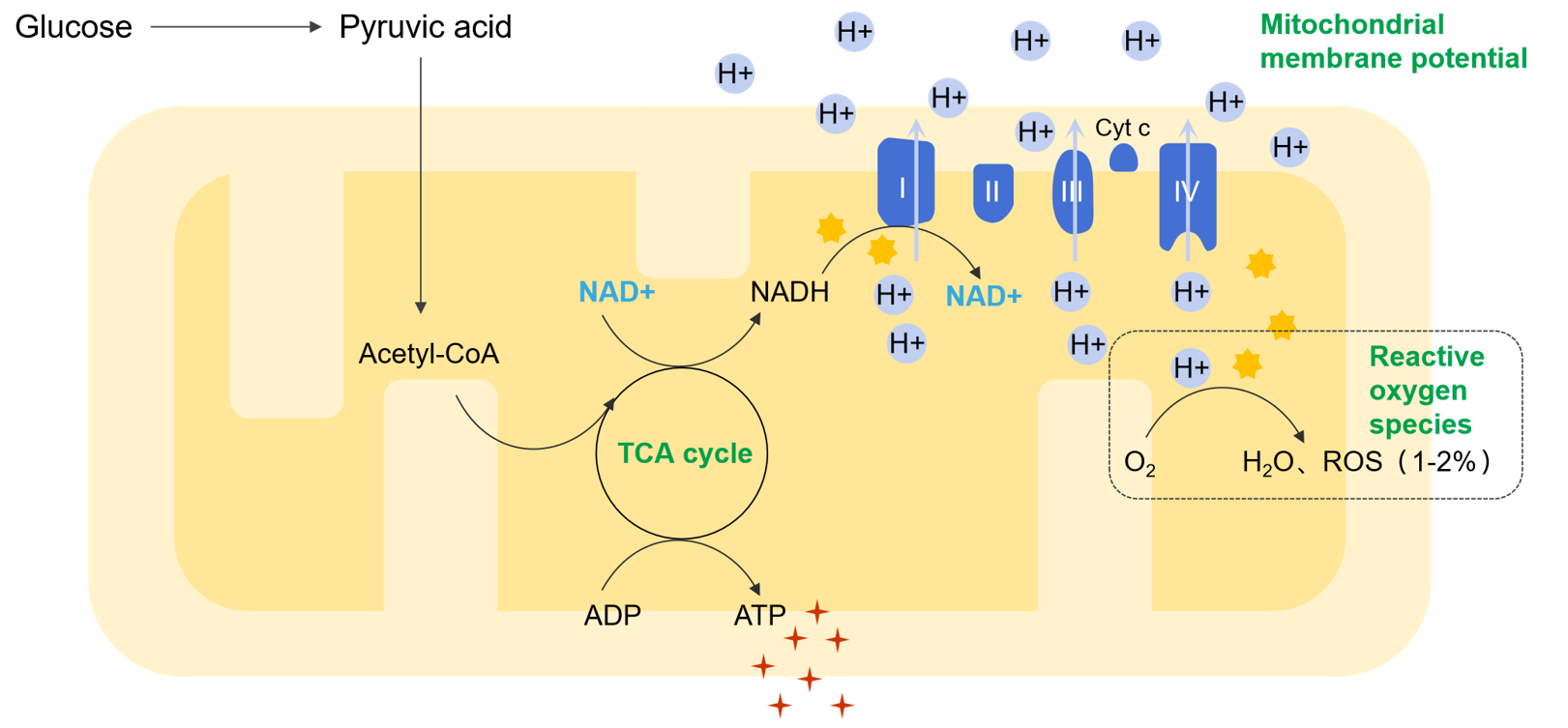 NAD+