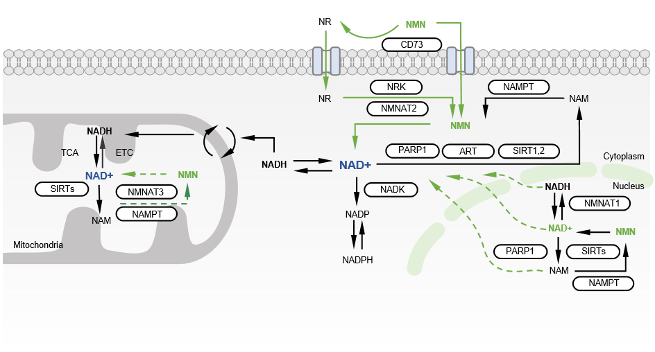 ReBiohub®NMN