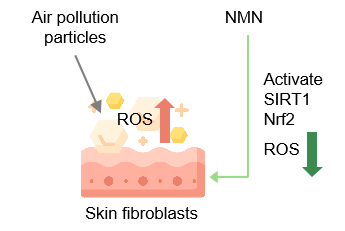 β-Nicotinamide Mononucleotide(NMN)